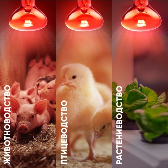 Инфракрасная лампа для обогрева животных и освещения Эра ИКЗК 230-100 R95 E27 Б0064638