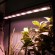 Светильник для растений Uniel ULT-P70B-100W/SPLE/L105 WHITE WINTERGARDEN UL-00011264