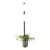 Настенный светильник Odeon Light Flower 4681/2WA